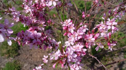 Pink flowers on a branch Stock Footage 193536343