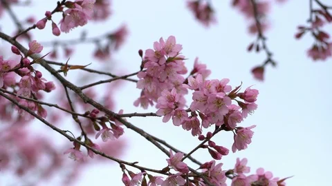 Pink flowers on branch in spring Stock Footage 100890440