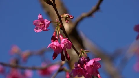 Pink flowers on branch in the wind Stock Footage 100893571