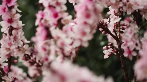 Pink Flowers On Branches (Bonfire Patio Peach Tree) Stock Footage 50089853
