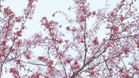 Pink flowers on the branches of trees Stock Footage 152848352