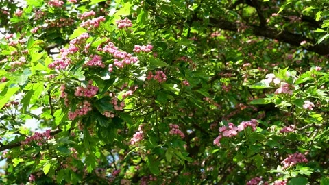 Pink flowers on the branches of trees Stock Footage 160007550