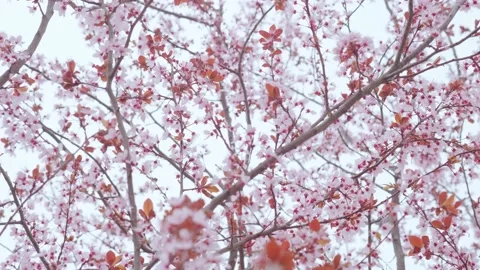Pink flowers on the branches of trees in spring Stock Footage 152848331