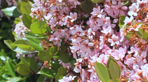 Pink Flowers in Breeze Stock Footage 1102476