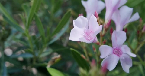 Pink flowers in the breeze. Video stock 162510428