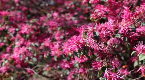 Pink Flowers Buffeted in Spring Breeze Video stock 1323072