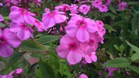 Pink Flowers on a bush Stock Footage 74537232