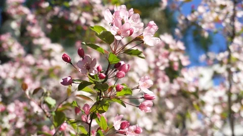 Pink flowers on cherry tree branches in spring Stock Footage 90231847