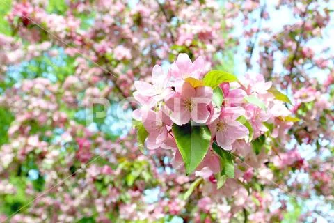 Pink flowers on a cherry tree in spring