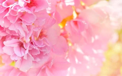 Pink flowers of cherry tree in spring Stock Photos