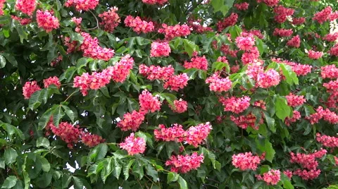Pink flowers of chestnut. Stock Footage 63297077