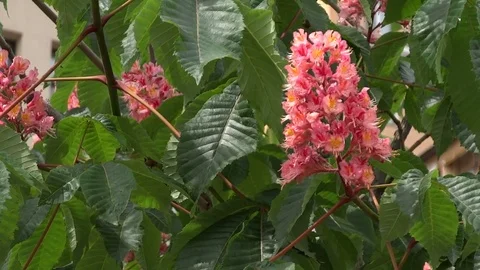 Pink flowers of chestnut. Stock Footage 70522715