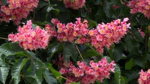 Pink flowers of chestnut. Stock Footage 70522719