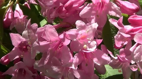 Pink flowers of chestnut tree Vidéo 338116675