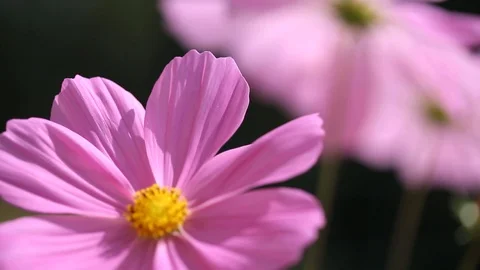Pink flowers  close up Stock Footage 91068680