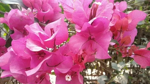Pink flowers close up. Video stock 125678896
