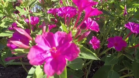 Pink flowers close up. Stock Footage 137443278