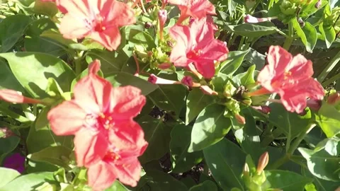Pink flowers close up. Stock Footage 137443279