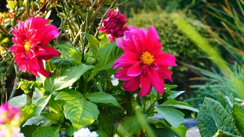 Pink flowers close up static Stock Footage 95630983