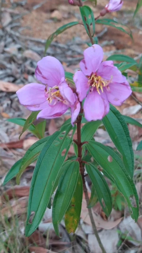 Pink flowers closeup bloom Stock Footage 336045709