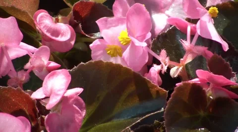 Pink Flowers Closeup Stock Footage 7130311