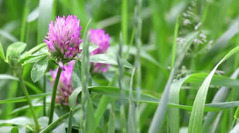 Pink flowers of clover Stock Footage 24704705
