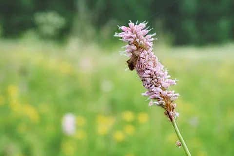 Pink flowers of common bistort, against the background of green grass in spring Stock Photos