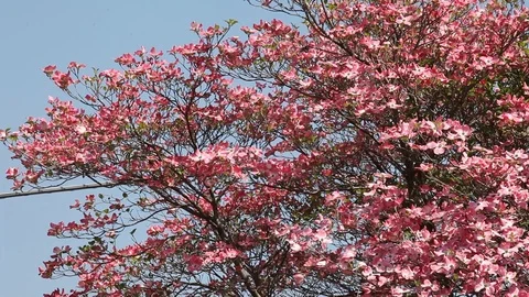 Pink flowers of Cornus Florida Tree Stock Footage 100845945