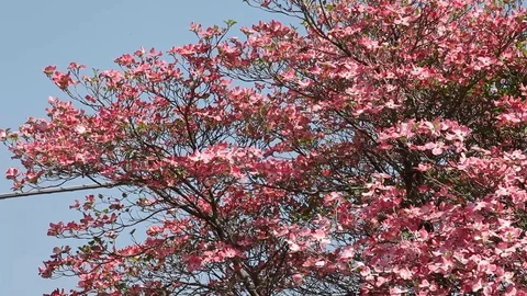 Pink flowers of Cornus Florida Tree Stock Footage 100846283