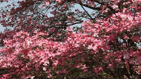 Pink flowers of Cornus Florida Tree Stock Footage 100850001