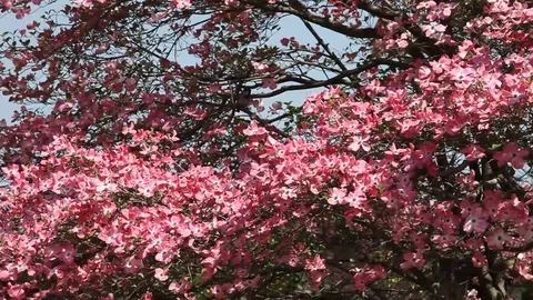 Pink flowers of Cornus Florida Tree Stock Footage 100850002