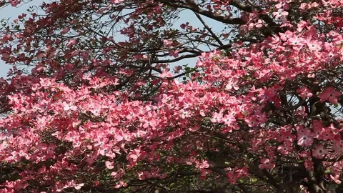 Pink flowers of Cornus Florida Tree Stock Footage 100850073