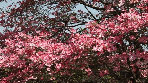 Pink flowers of Cornus Florida Tree Stock Footage 100850081
