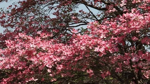 Pink flowers of Cornus Florida Tree Stock Footage 100850087