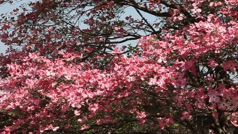 Pink flowers of Cornus Florida Tree Stock Footage 100850279