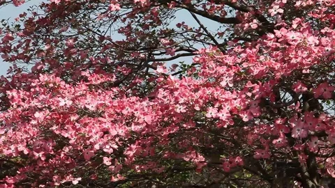Pink flowers of Cornus Florida Tree Stock Footage 100850280