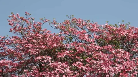 Pink flowers of Cornus Florida Tree Stock Footage 100850326