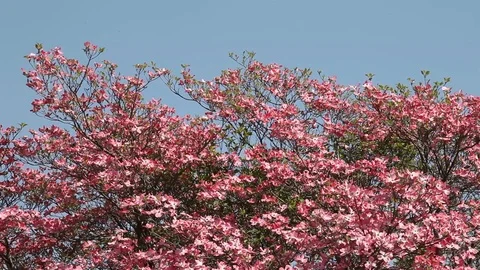 Pink flowers of Cornus Florida Tree Stock Footage 100850335