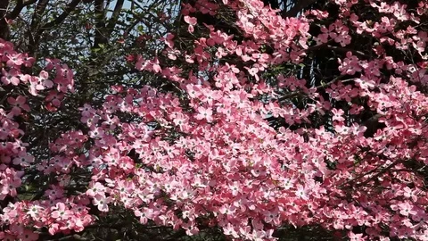 Pink flowers of Cornus Florida Tree Stock Footage 100850450