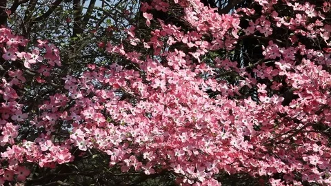 Pink flowers of Cornus Florida Tree Stock Footage 100850471