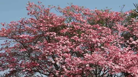 Pink flowers of Cornus Florida Tree Stock Footage 100850482