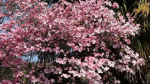Pink flowers of Cornus Florida Tree Stock Footage 100850529