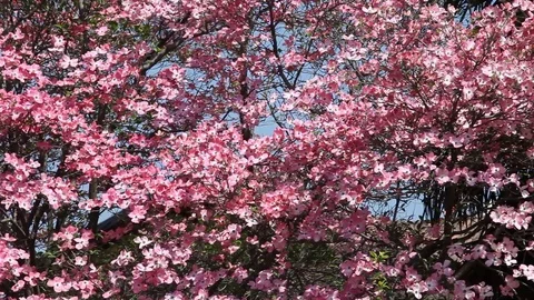 Pink flowers of Cornus Florida Tree Stock Footage 100850535