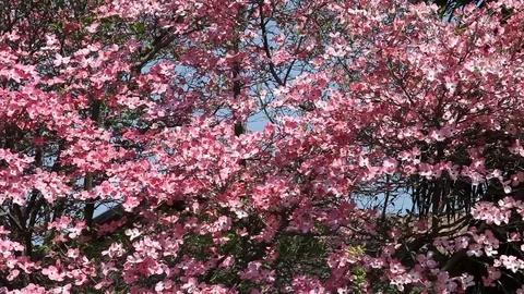 Pink flowers of Cornus Florida Tree Stock Footage 100850645