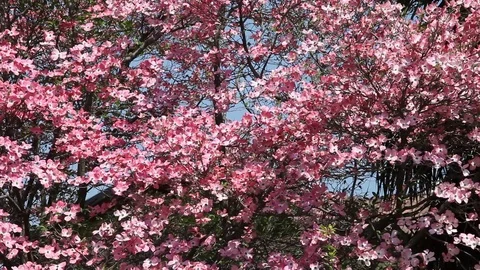 Pink flowers of Cornus Florida Tree Stock Footage 100850682