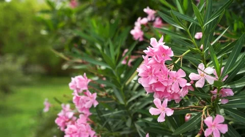 Pink flowers crocuses on Alpine meadows in Caucasus mountains of Abkhazia Stock Footage 169893277