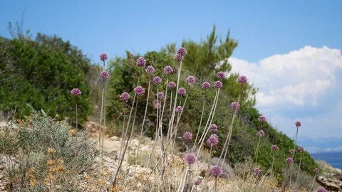 Pink flowers dangling on wind Stock Footage 112800924