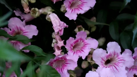 Pink flowers with dark background and relaxing movement Stock Footage 214616697