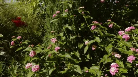 Pink Flowers With Dolly Stock Footage 12015238