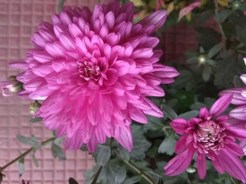 Pink flowers E Stock Photos